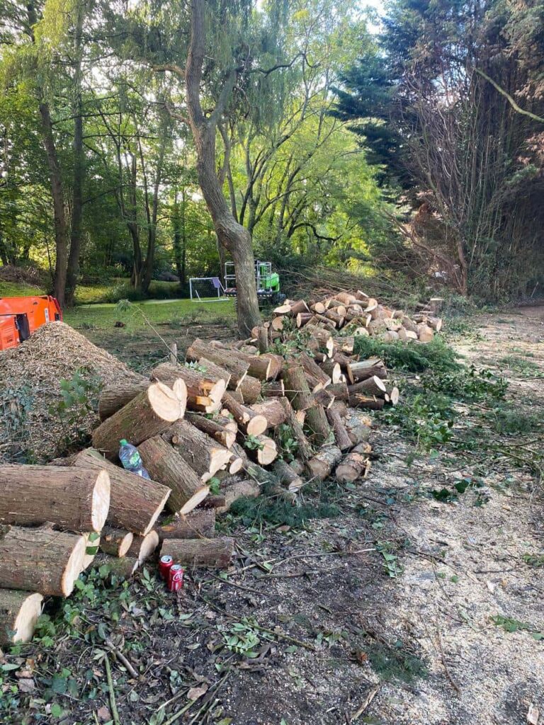 This is a photo of a wood area which is having multiple trees removed. The trees have been cut up into logs and are stacked in a row. Newark on Trent Tree Surgeons